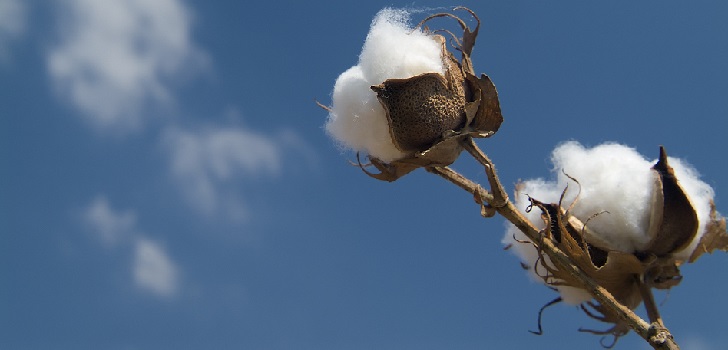 H&M e Ikea repiten en el podio mundial de mayores consumidores de algodón ‘eco’